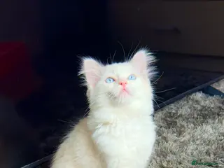 Ragdoll cats Pure blue eyes Ragdoll 🔥 - Advert 1