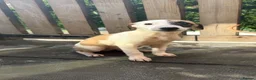 Whippet dogs for sale: WHIPPET PUPPIES  - Advert 35
