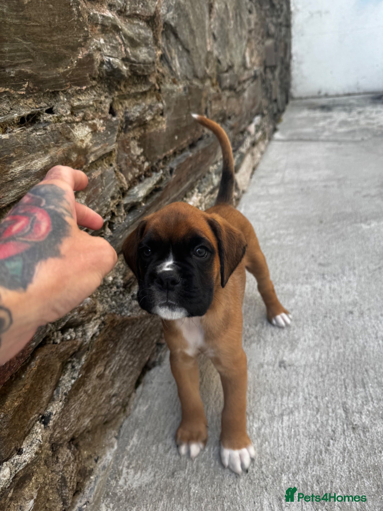 Boxer dogs charthaihen boxers - Advert 1