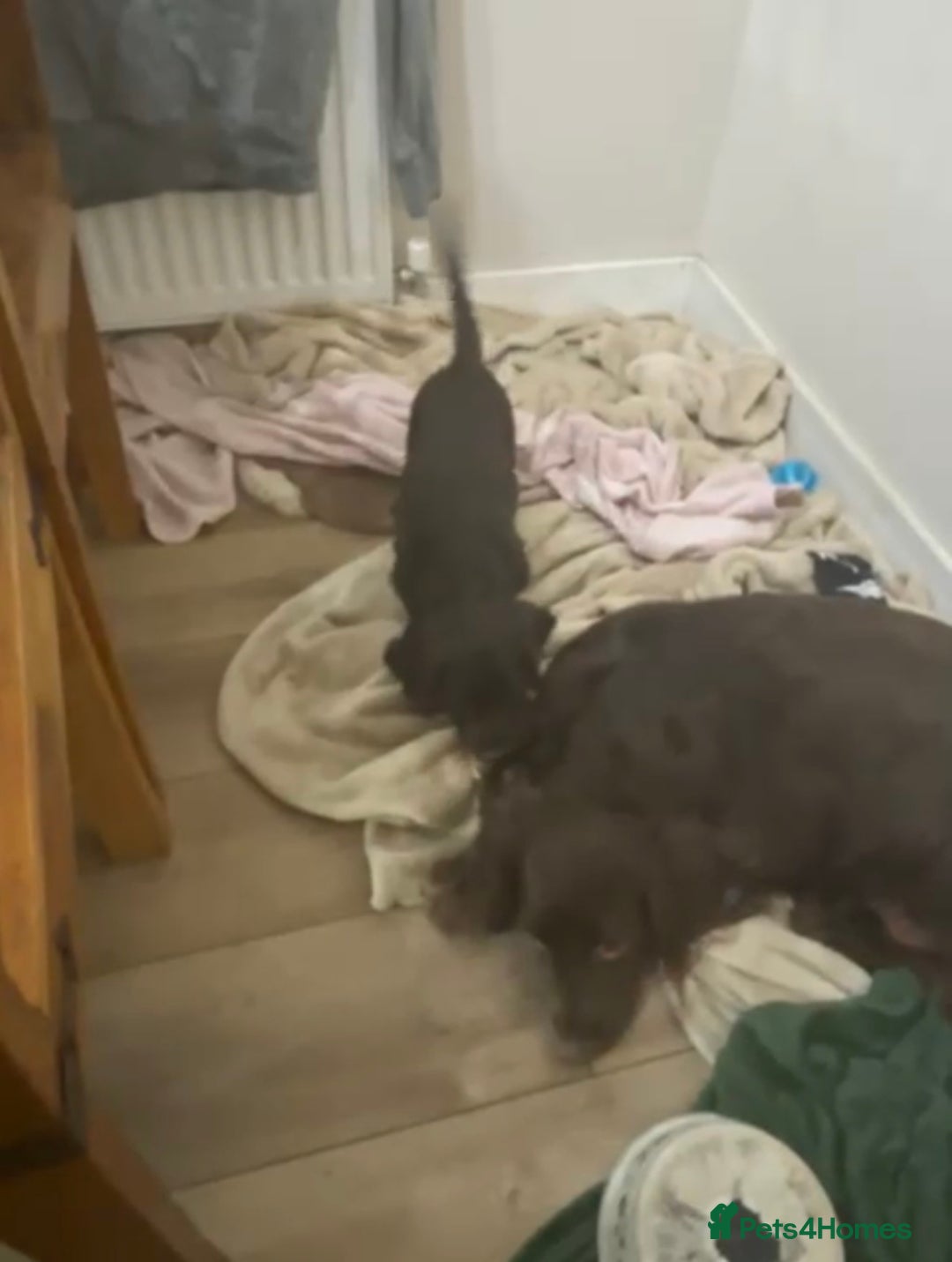 Cockapoo dogs for sale: Beautiful female Cockapoo  - Advert 4