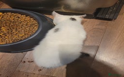 Mixed Breed cats for sale: 2 adorable girls for a new, forever home. - Image 6