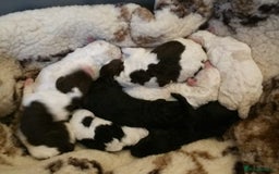Labradoodle dogs for sale: Curly Coated Hypo-Allergenic Labradoodle Puppies   - Image 18