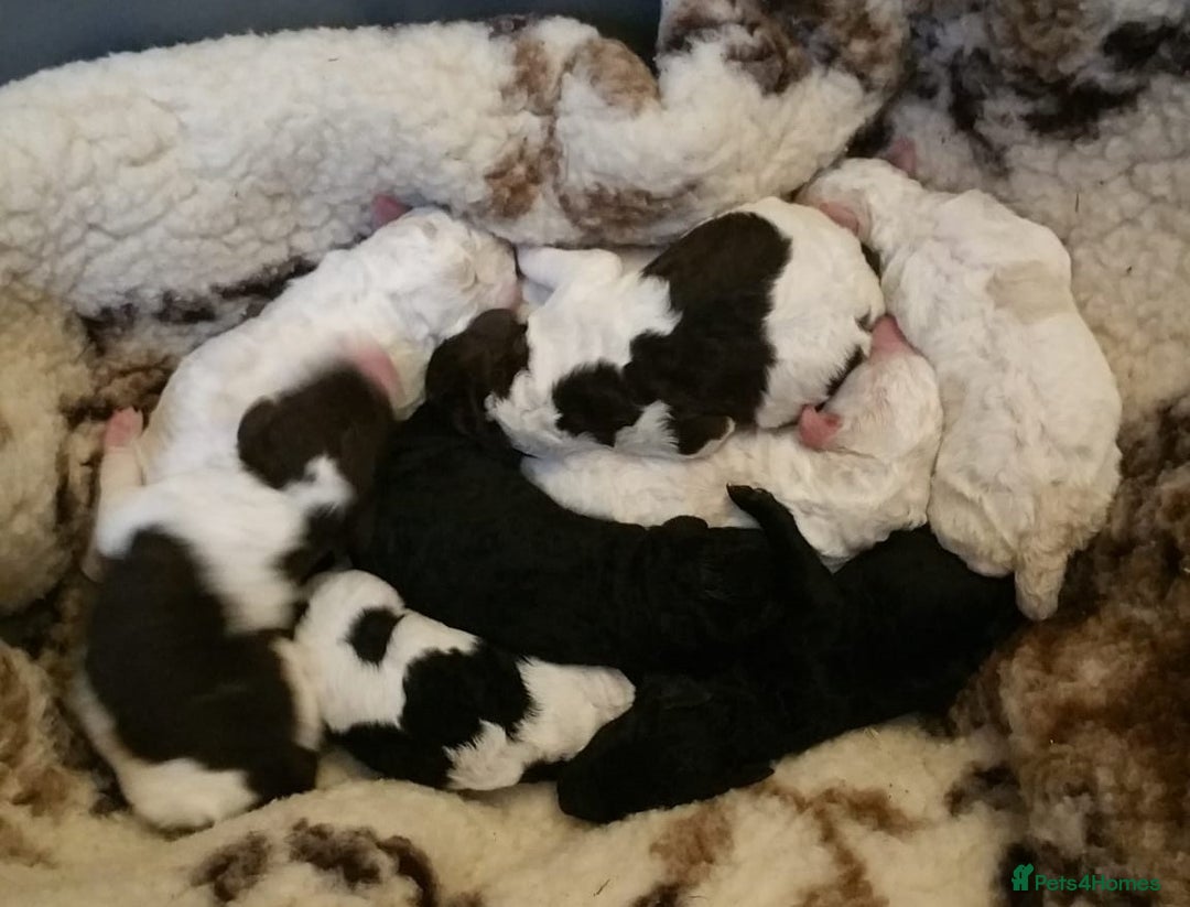Labradoodle dogs for sale: Curly Coated Hypo-Allergenic Labradoodle Puppies   - Image 18
