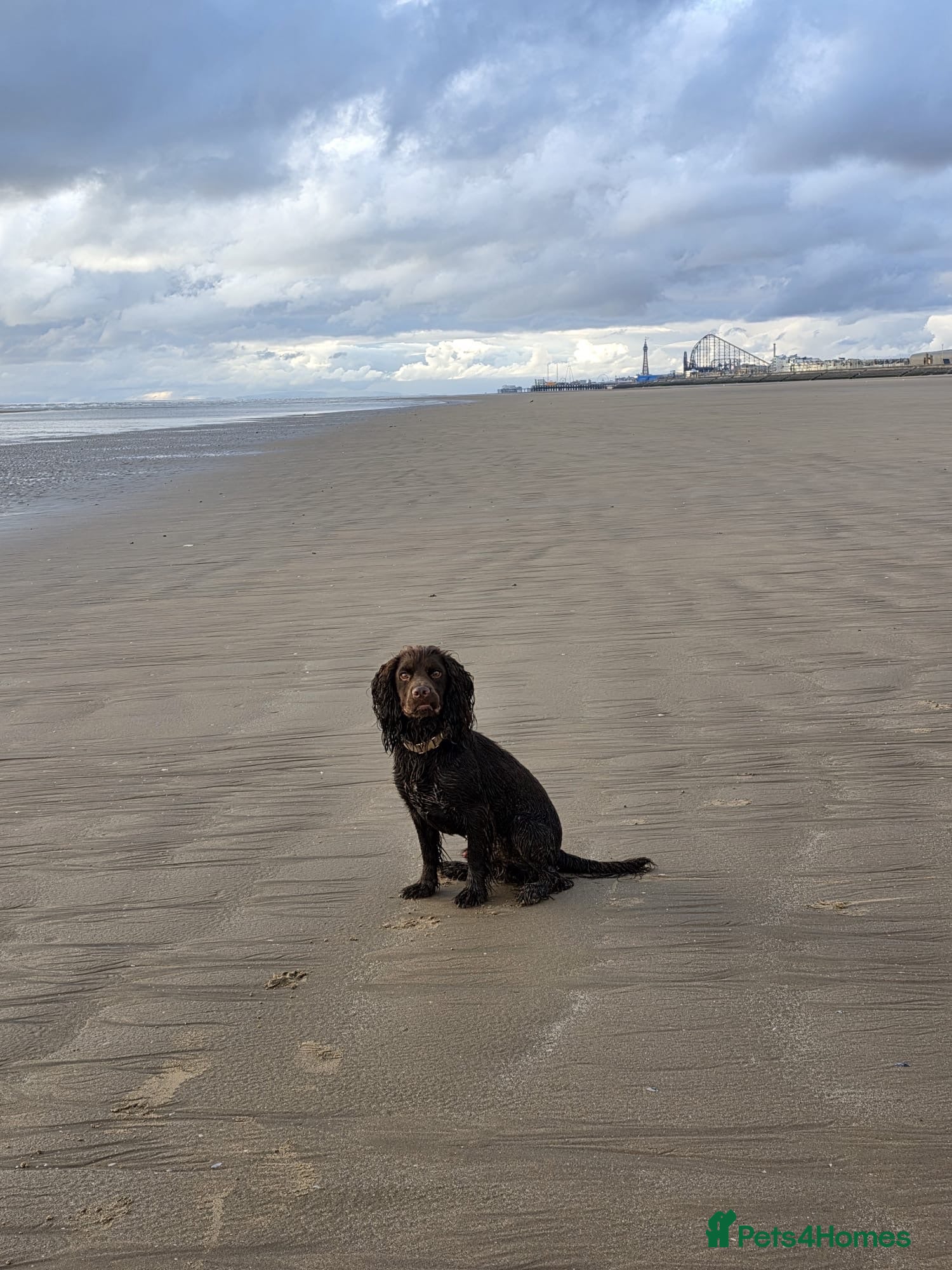 Cocker Spaniel dogs 2 year old male working cocker spaniel - Advert 6