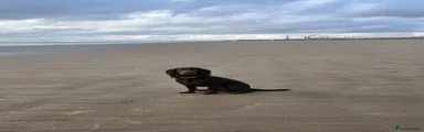 Cocker Spaniel 1