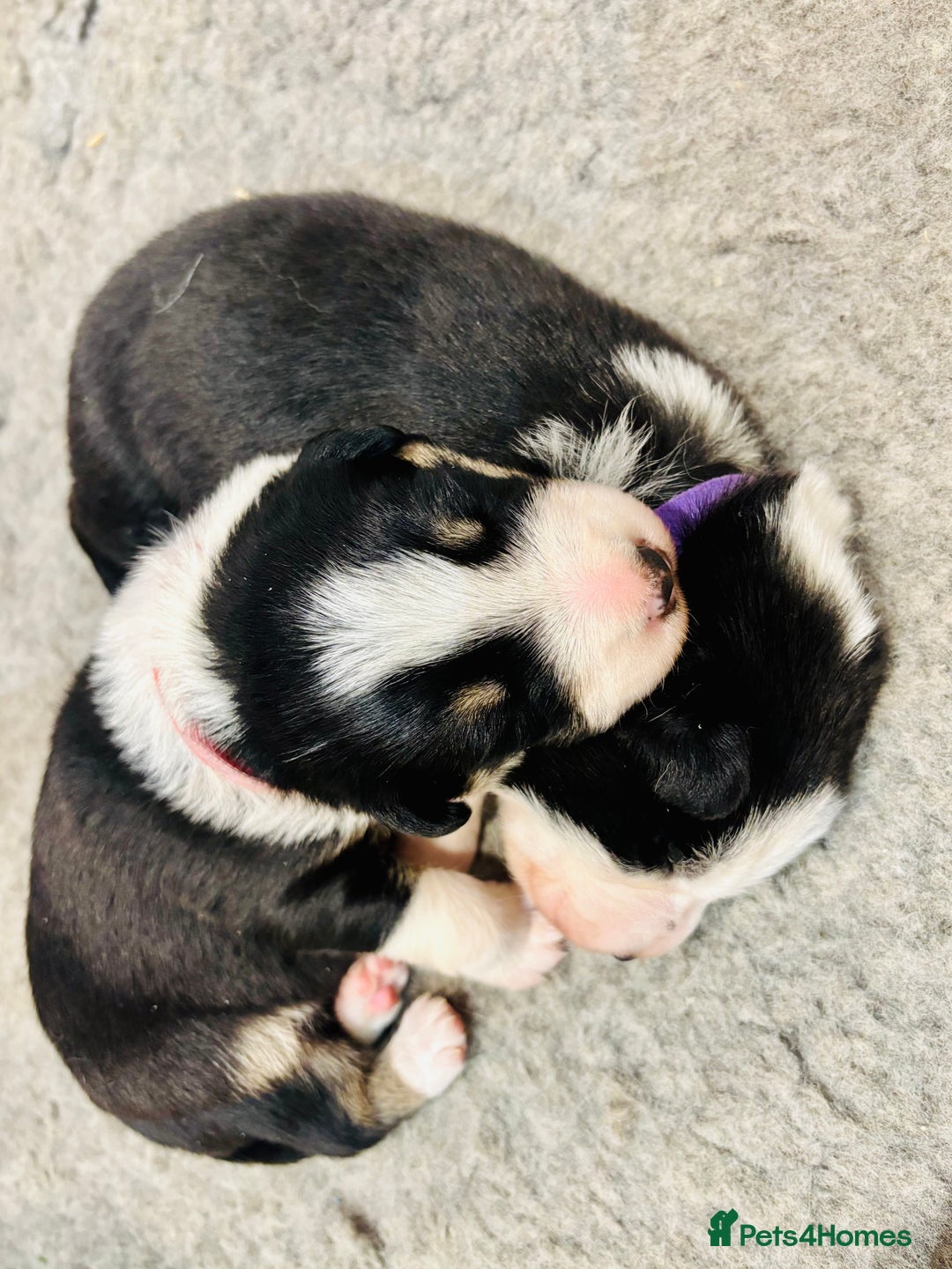 Border Collie dogs for sale: Adorable Collie Pups available raised with Love! - Advert 1