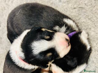 Border Collie dogs Adorable Collie Pups available raised with Love! - Advert 2