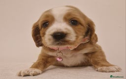 Cocker Spaniel dogs for sale: Cocker spaniel pups for sale  - Image 9