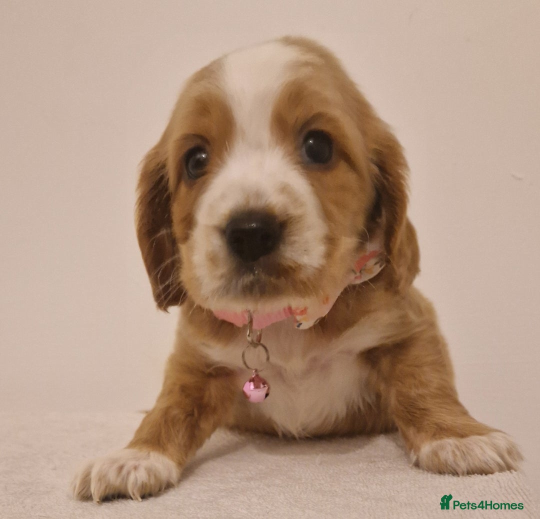 Cocker Spaniel dogs for sale: Cocker spaniel pups for sale  - Image 9
