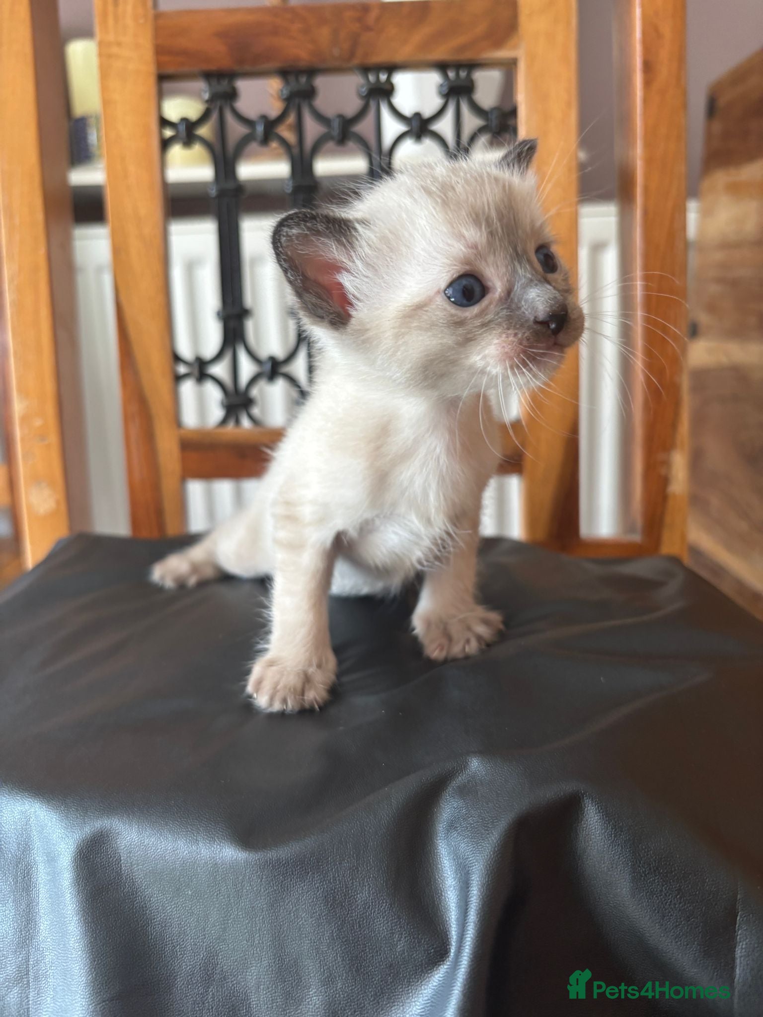 Siamese cats 5 Stunning Siamese Kittens 1girl&3boys available - Advert 1