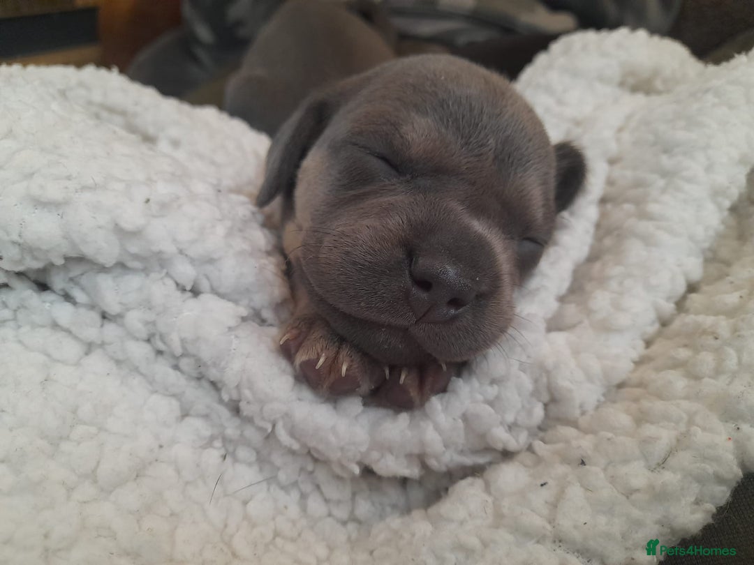 Mixed Breed dogs for sale: French bulldog x chiweenie puppies  - Advert 15