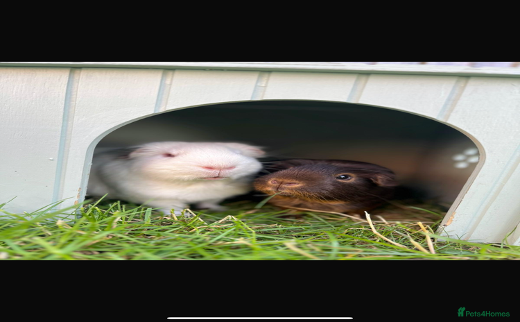 Guinea Pig rodents - Advert 4
