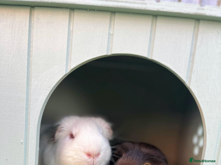 Guinea Pig rodents - Advert 7