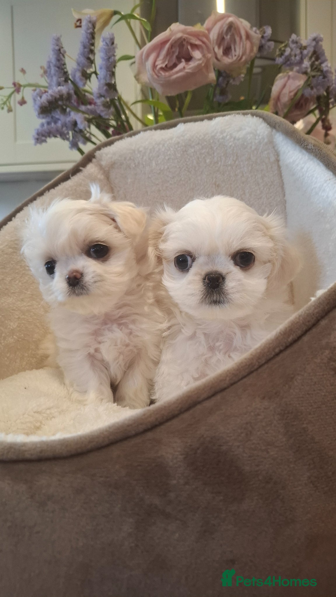 Mixed Breed dogs Beautiful shi-chis stunning only 1 left  - Advert 2