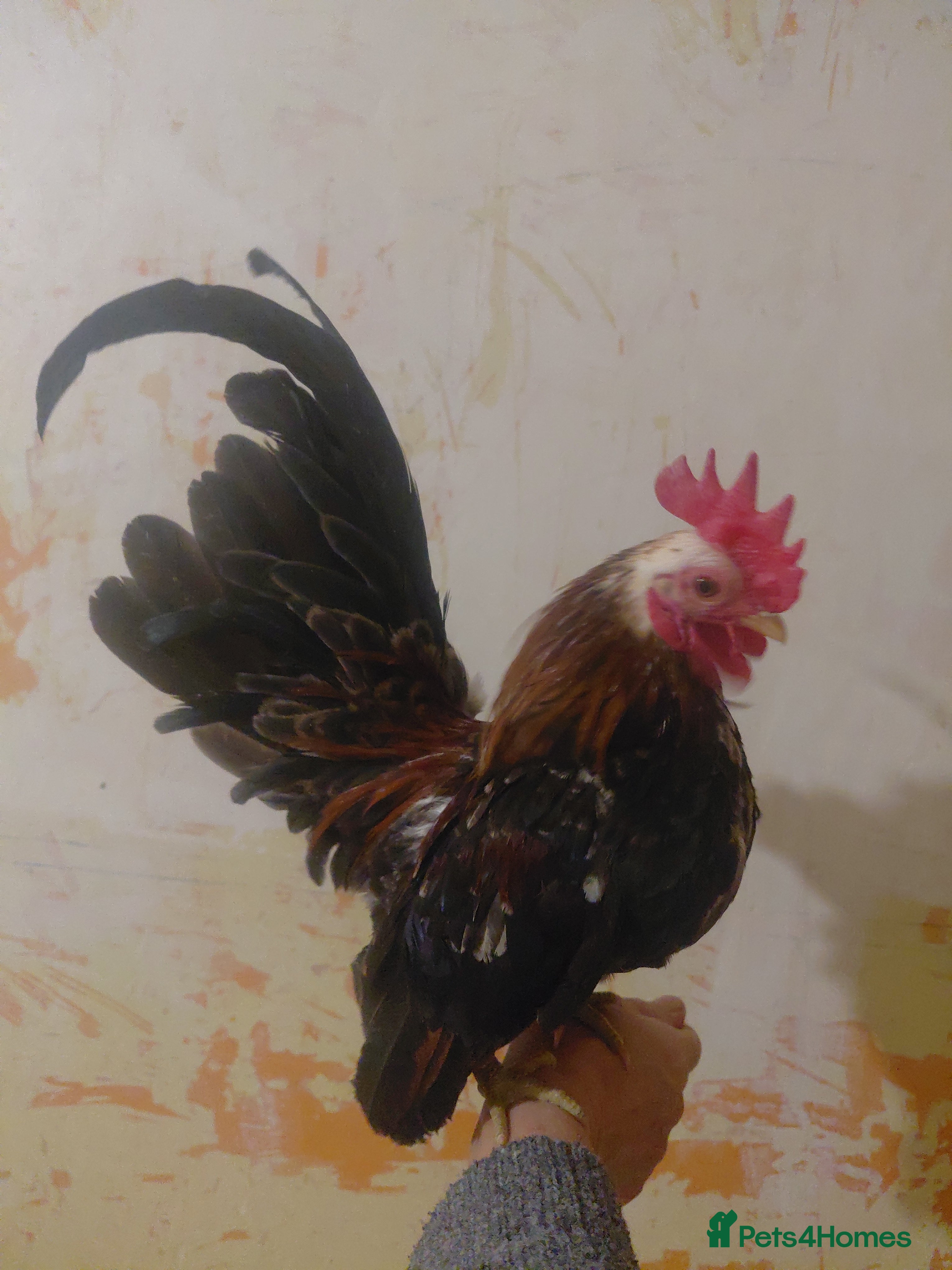 Chickens poultry Serama Chickens  - Advert 1