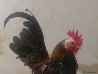 Chickens poultry Serama Chickens - Advert 1