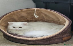 British Longhair cats for sale: British long hair pure white beautiful soul - Image 10