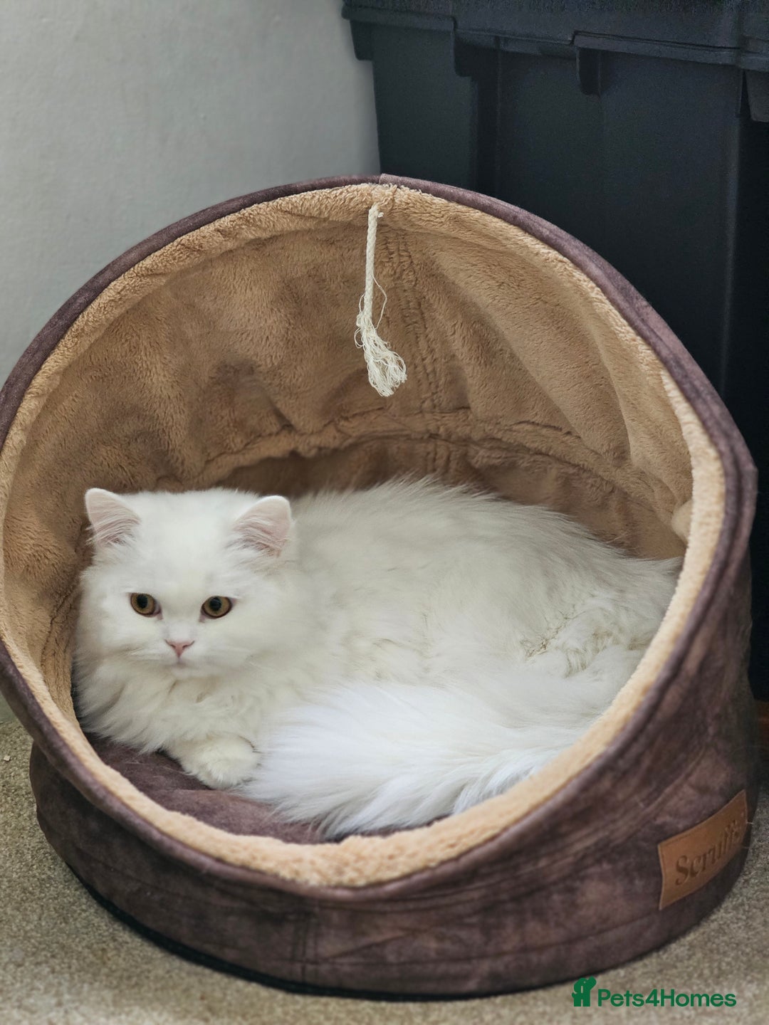 British Longhair cats for sale: British long hair pure white beautiful soul - Image 10