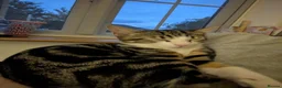 Mixed Breed cats for sale: 17 week old Goose is looking for his forever home - Advert 3