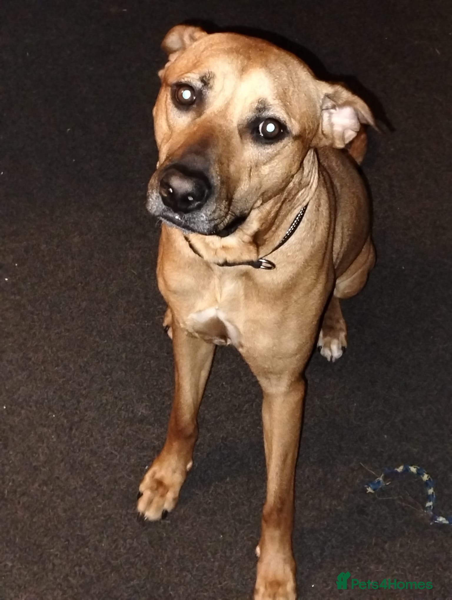 Mixed Breed dogs Mixed breed male  - Advert 1