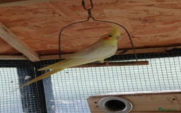 Cockatiels birds for sale: Young cockatiels for sale,  ready now. - Image 5
