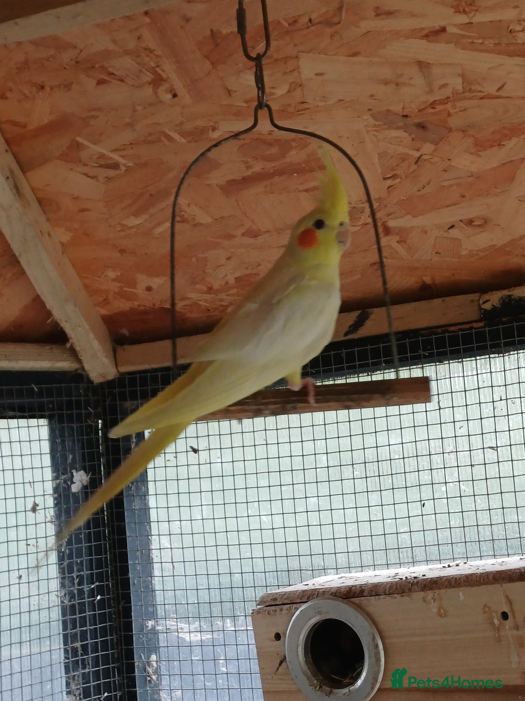 Cockatiels birds for sale: Young cockatiels for sale,  ready now. - Image 5