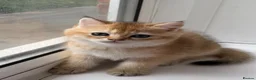 British Longhair cats for sale: Exquisite British Kittens – Golden & Colourpoint  - Advert 2