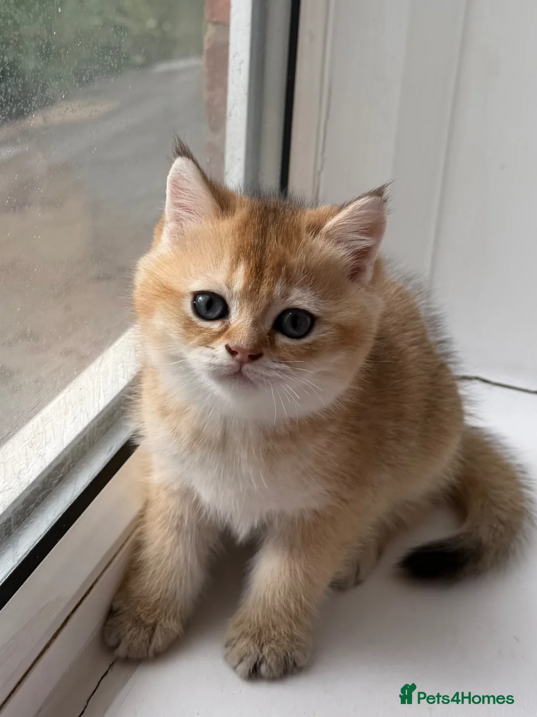 British Longhair cats for sale: Exquisite British Kittens – Golden & Colourpoint  - Advert 2