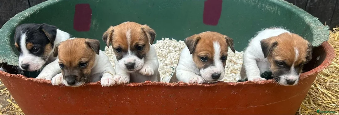 Jack Russell dogs for sale: Fantastic litter of Jack Russell  - Advert 2