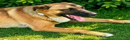 Mixed Breed dogs for adoption: 🐾🐕💙ROLLO - a Superb Boy for a Loving Home🐕🐾🏡 - Advert 4