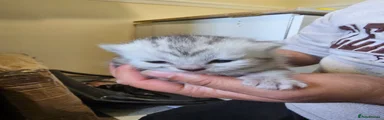 British Shorthair Kitten 3