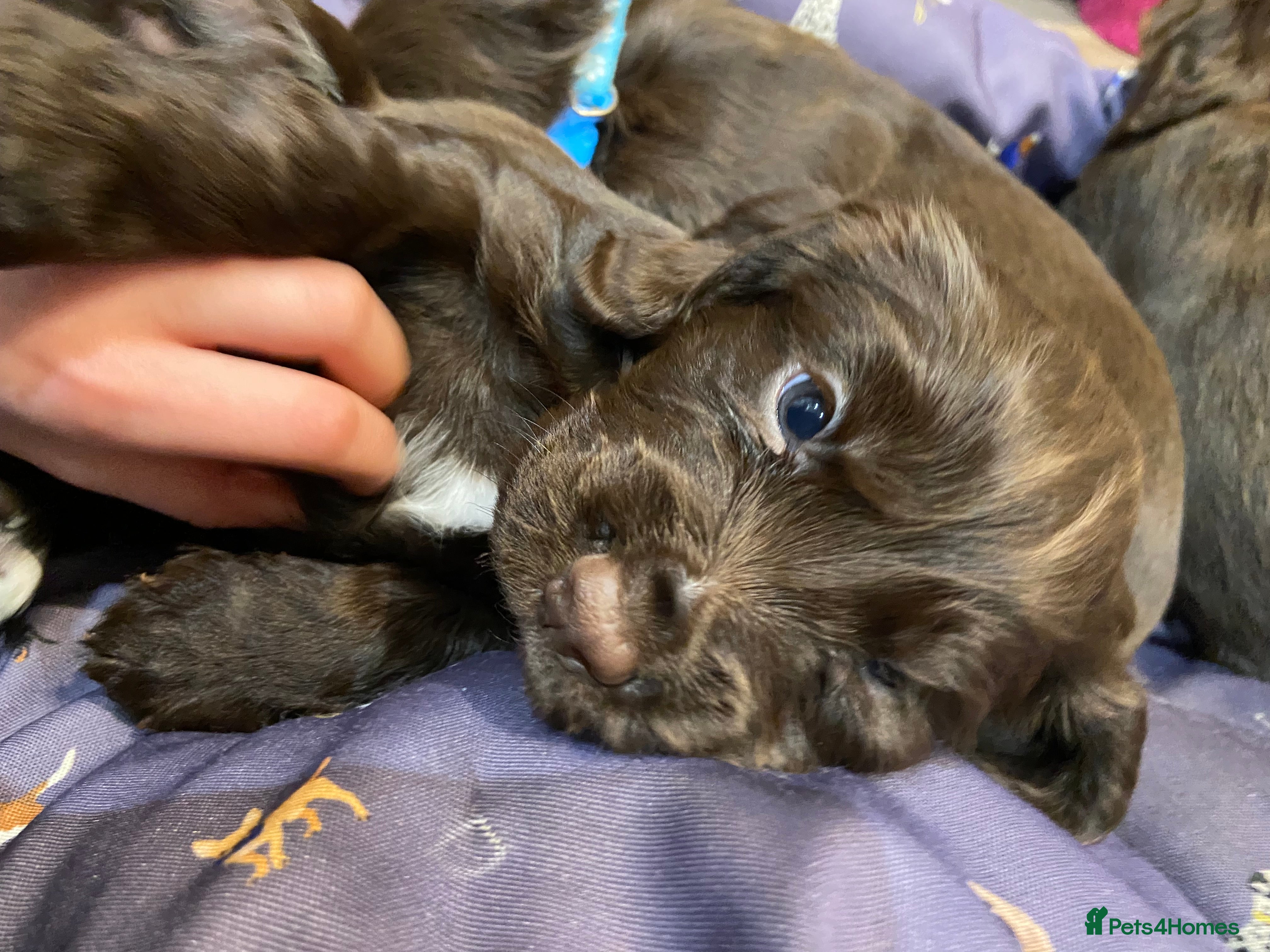 Cocker Spaniel dogs Chocolate KC Working Cocker spaniel Puppies  - Advert 4