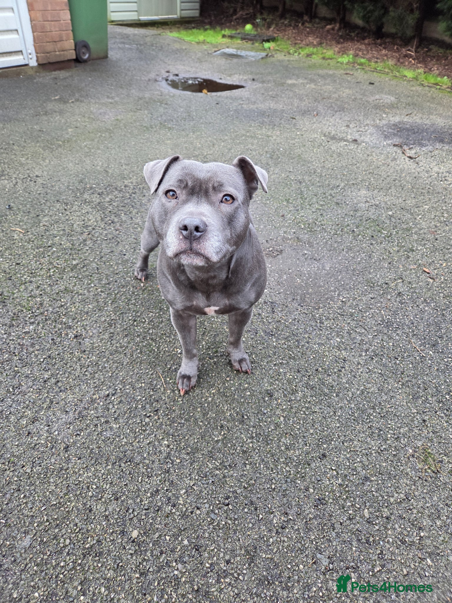 Staffordshire Bull Terrier dogs 🐾 Blue Staffy  – Champion Bloodline 🐾 - Advert 3