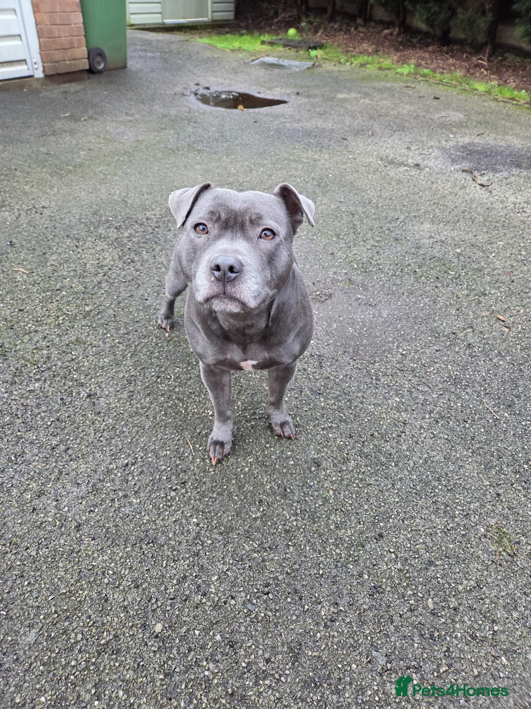 Staffordshire Bull Terrier dogs for sale: 🐾 Blue Staffy  – Champion Bloodline 🐾 - Advert 1