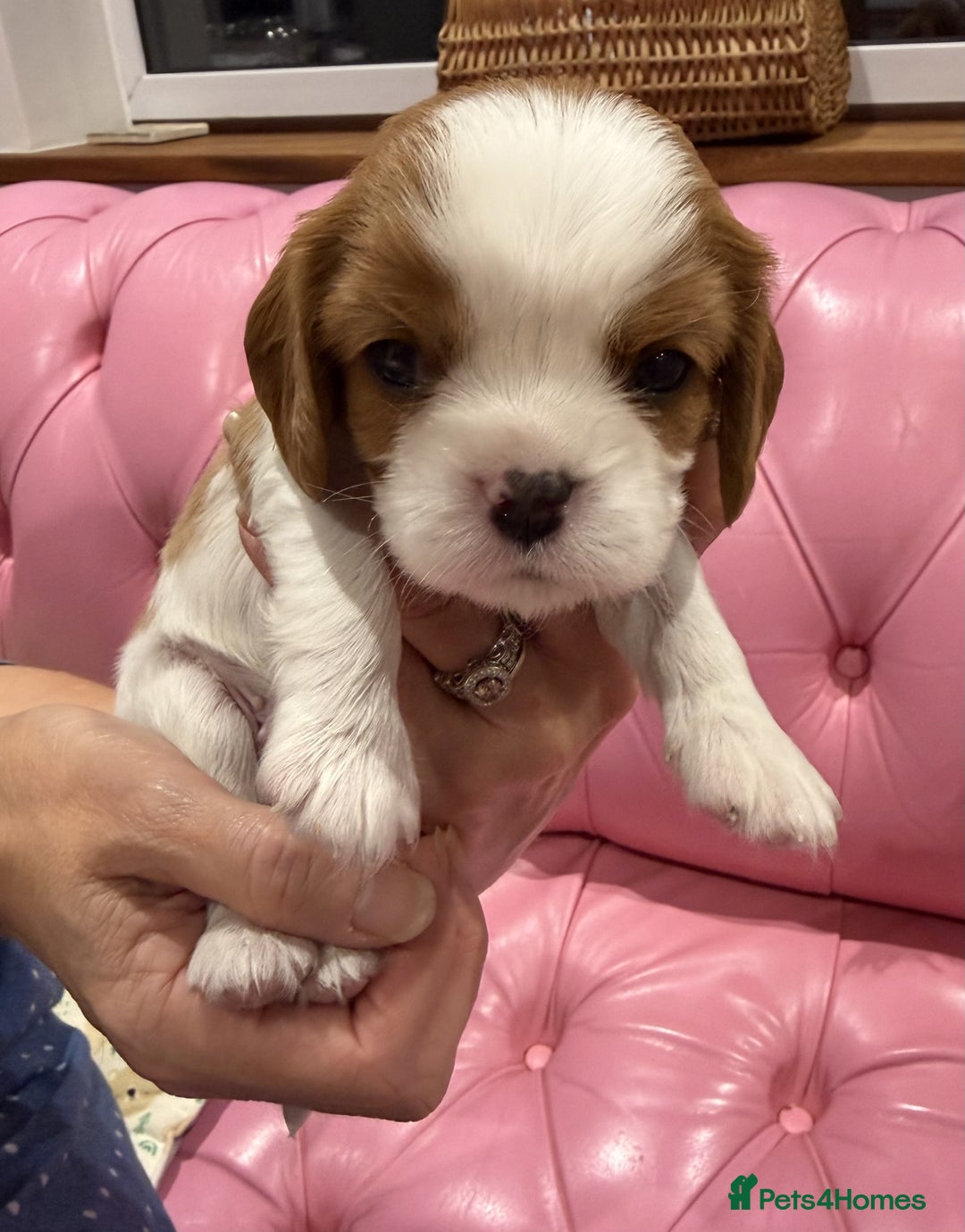 Cavalier King Charles Spaniel dogs for sale: Cavalier King Charles Spaniel puppies - Advert 10