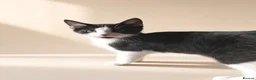 Aphrodite Giant cats for sale: Lovely kittens  - Advert 4