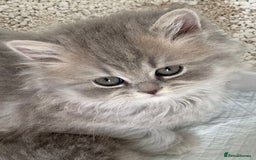 British Longhair cats for sale: British Longhair GCCF Registered  - Image 16