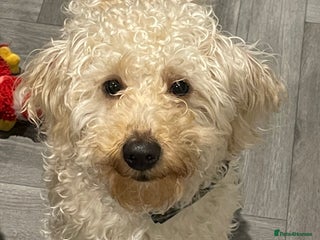 Yorkiepoo dogs Male yorkiepoo - Advert 1