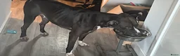 Mixed Breed dogs for sale: Penny 4 years old - Advert 4
