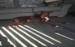 Mixed Breed dogs for sale: Xl,staffy,collie mix boy 7 months - Image 1