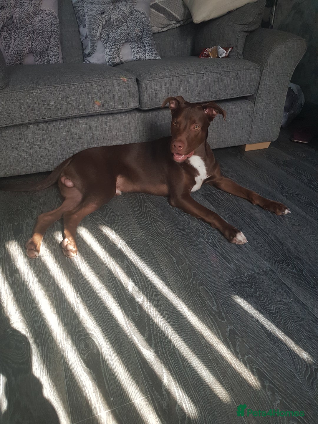 Mixed Breed dogs for sale: Xl,staffy,collie mix boy 7 months - Image 1