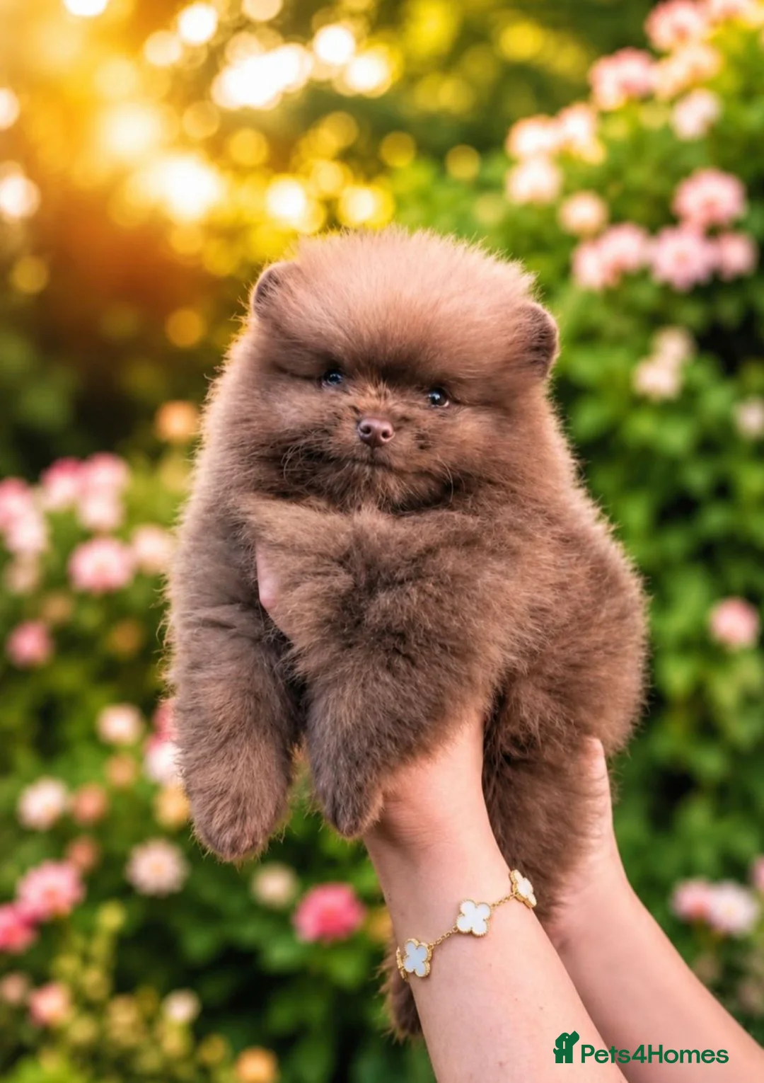 Pomeranian dogs for sale: MOCHI the chocolate pom boy in Sunderland - Advert 2