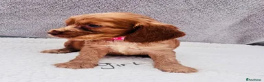 Cocker Spaniel 5 pink