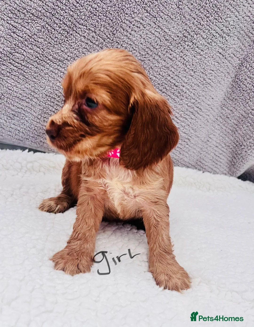 Cocker Spaniel dogs for sale: Cocker spaniel - Advert 22