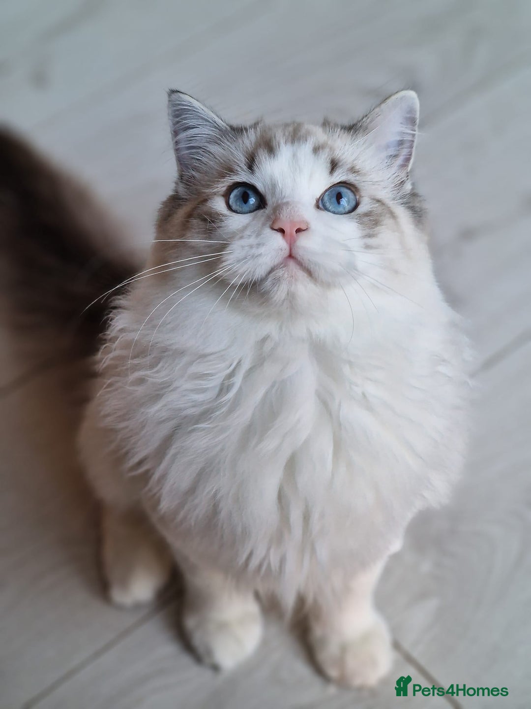 Ragdoll cats for sale: Gccf tica register kittens - Advert 4