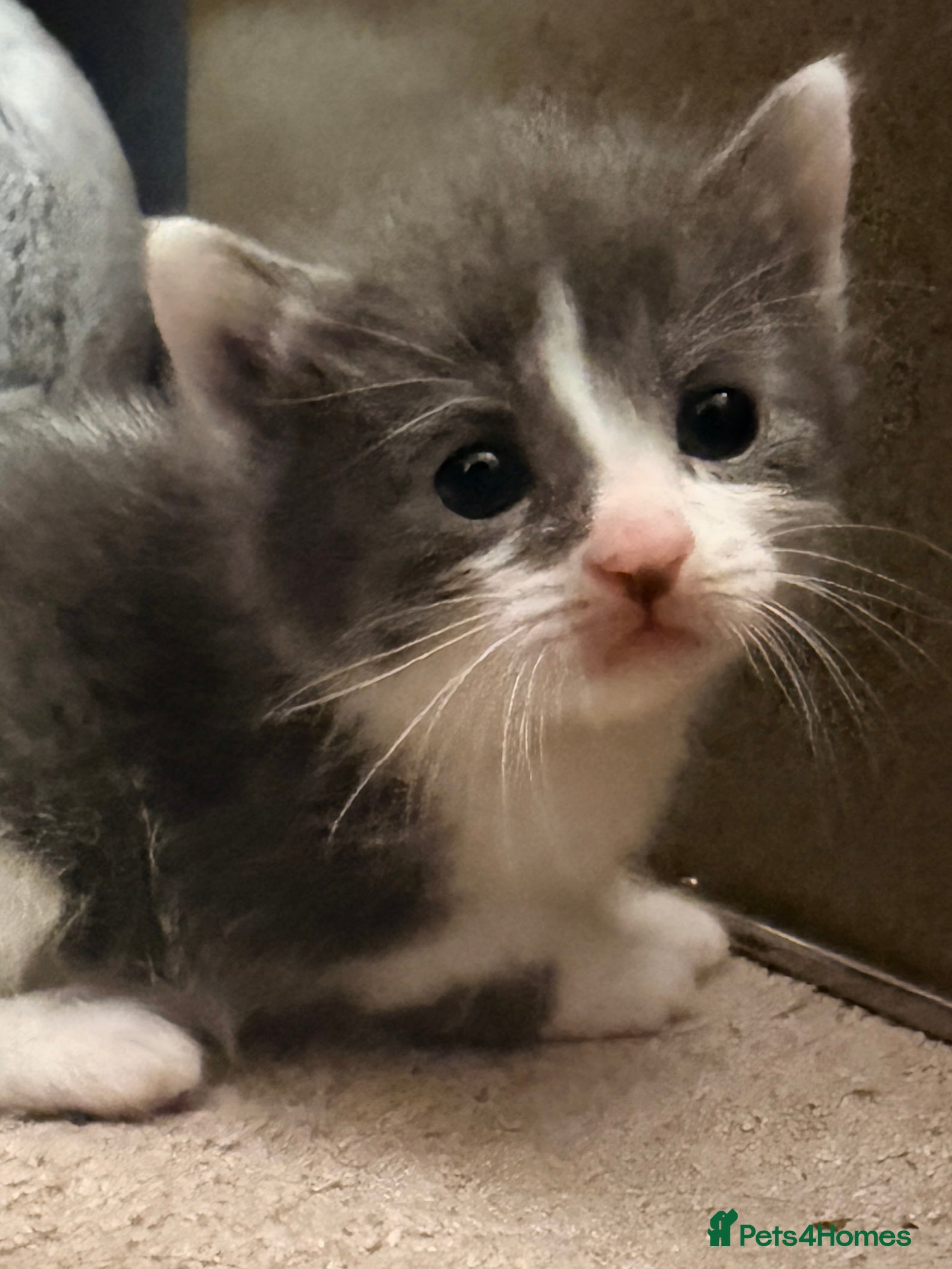 British Shorthair cats British Blue x Turkish Angora Stunning Kittens! - Advert 10