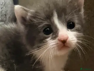 British Shorthair cats British Blue x Turkish Angora Stunning Kittens! - Advert 10