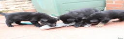 German Shepherd dogs for sale: GERMAN SHEPHERD PUPPIES 🐶  - Advert 5