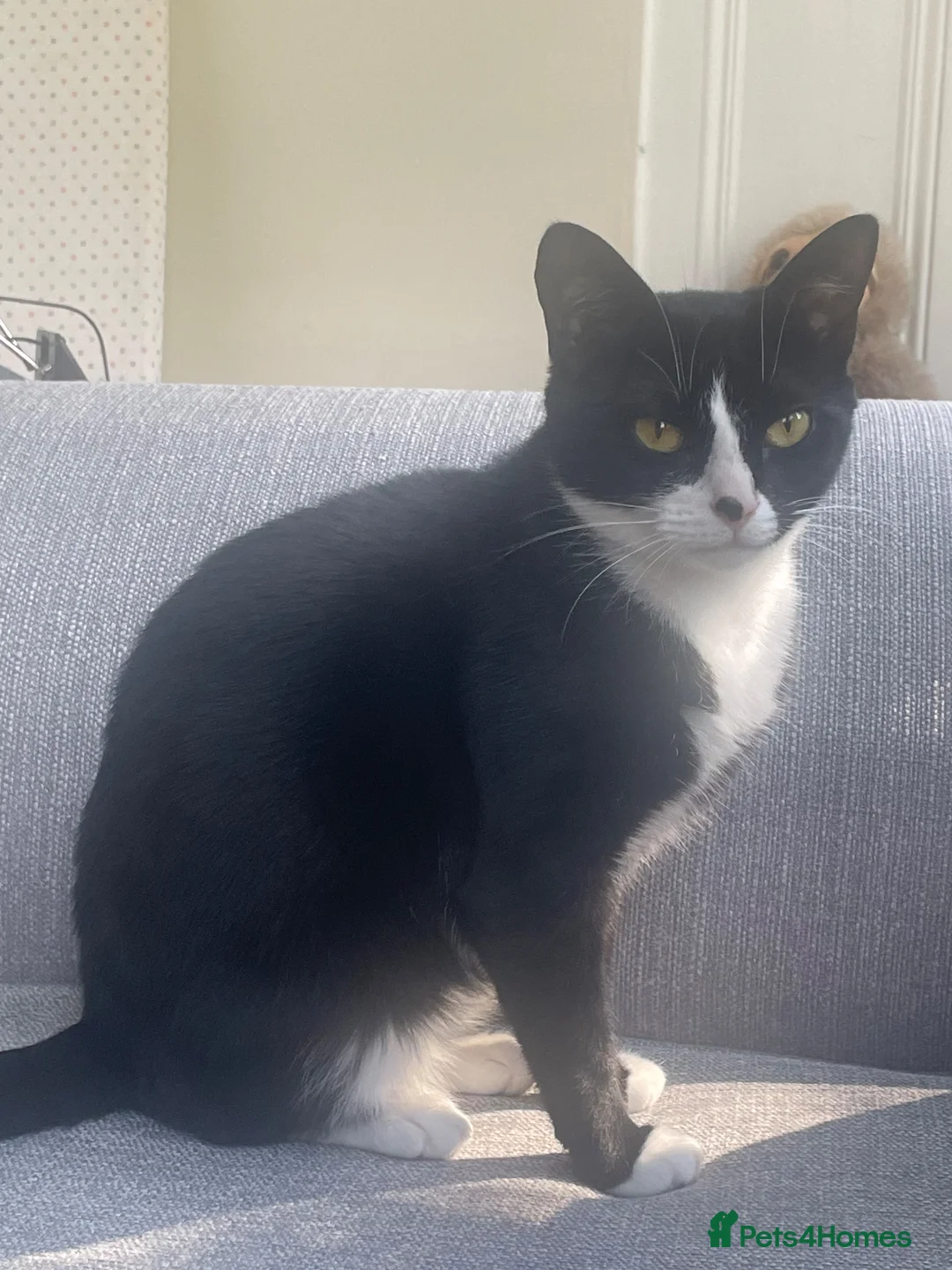 Mixed Breed cats for sale: 4 males and 1 female kittens in Wellington - Advert 1