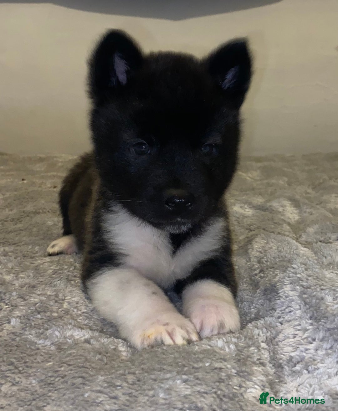 Akita dogs for sale: Beautiful American Akita Puppies 9 Boys 3 Females  - Advert 4